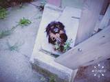 Собаки, щенята Пекінес, ціна 850 Грн., Фото
