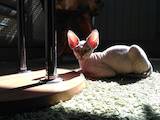 Кошки, котята Канадский сфинкс, цена 2000 Грн., Фото
