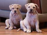 Собаки, щенки Мальоркский бульдог (Ка Де Бо), цена 15000 Грн., Фото