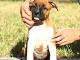 Собаки, щенята Американський стаффордширський тер'єр, ціна 12000 Грн., Фото