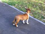 Собаки, щенки Американский стаффордширский терьер, цена 12000 Грн., Фото