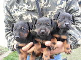Собаки, щенки Ягдтерьер, цена 3000 Грн., Фото