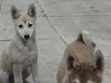 Собаки, щенки Восточно-Сибирская лайка, цена 350 Грн., Фото