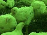 Продовольствие Мясо птицы, цена 33 Грн./кг., Фото