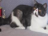 Кішки, кошенята Персидська, ціна 4350 Грн., Фото