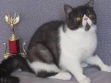 Кошки, котята Персидская, цена 4350 Грн., Фото