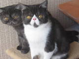 Кошки, котята Персидская, цена 4350 Грн., Фото