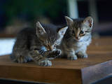 Кішки, кошенята Різне, Фото