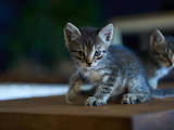 Кошки, котята Разное, Фото