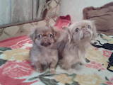 Собаки, щенки Пекинес, цена 900 Грн., Фото