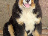 Собаки, щенята Гірський собака Берна, ціна 12000 Грн., Фото