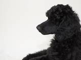 Собаки, щенята Великий пудель, ціна 18000 Грн., Фото
