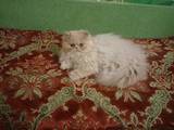 Кошки, котята Персидская, цена 1000 Грн., Фото