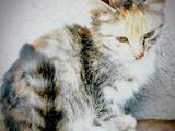 Кішки, кошенята Невідома порода, Фото