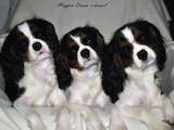 Собаки, щенята Кавалер-кинг-чарльз спаніель, ціна 30000 Грн., Фото