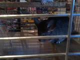 Грызуны Шиншиллы, цена 1000 Грн., Фото