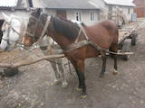 Животноводство,  Сельхоз животные Лошади, ослы, др., цена 10800 Грн., Фото