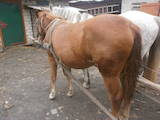 Животноводство,  Сельхоз животные Лошади, ослы, др., цена 10800 Грн., Фото