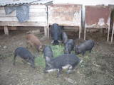 Животноводство,  Сельхоз животные Свиньи, цена 1000 Грн., Фото