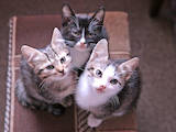Кошки, котята Беспородная, цена 5 Грн., Фото
