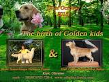 Собаки, щенки Золотистый ретривер, цена 8000 Грн., Фото