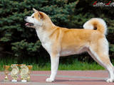 Собаки, щенята Акіта-іну, ціна 26000 Грн., Фото