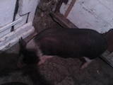 Тваринництво,  Сільгосп тварини Свині, ціна 1100 Грн., Фото
