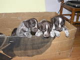 Собаки, щенята Кавалер-кинг-чарльз спаніель, ціна 2000 Грн., Фото