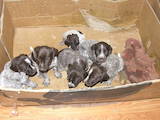 Собаки, щенки Кавалер-Кинг-Чарльз спаниель, цена 2000 Грн., Фото