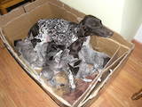 Собаки, щенки Кавалер-Кинг-Чарльз спаниель, цена 2000 Грн., Фото