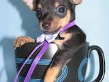Собаки, щенки Русский гладкошерстный тойтерьер, цена 3000 Грн., Фото