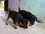 Собаки, щенки Ягдтерьер, цена 1500 Грн., Фото