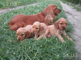 Собаки, щенки Английский коккер, цена 950 Грн., Фото