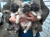 Собаки, щенки Кавказская овчарка, цена 2000 Грн., Фото