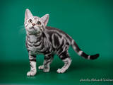Кошки, котята Американская короткошерстная, цена 13500 Грн., Фото
