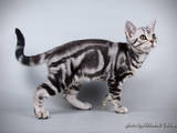 Кошки, котята Американская короткошерстная, цена 13500 Грн., Фото