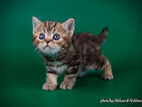 Кішки, кошенята Американська короткошерста, ціна 13500 Грн., Фото