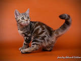 Кішки, кошенята Американська короткошерста, ціна 13500 Грн., Фото