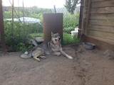 Собаки, щенята Західно-Сибірська лайка, ціна 13000 Грн., Фото