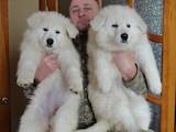 Собаки, щенята Біла Швейцарська вівчарка, ціна 13000 Грн., Фото