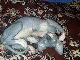 Кошки, котята Канадский сфинкс, цена 1500 Грн., Фото