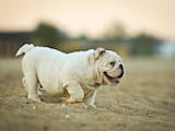 Собаки, щенята Англійський бульдог, ціна 18000 Грн., Фото