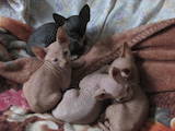 Кішки, кошенята Донський сфінкс, ціна 800 Грн., Фото