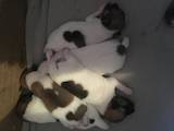 Собаки, щенки Джек Рассел терьер, цена 2000 Грн., Фото