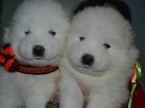 Собаки, щенки Самоед, цена 6500 Грн., Фото
