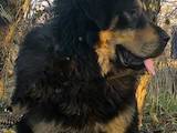 Собаки, щенята Тибетський мастиф, Фото
