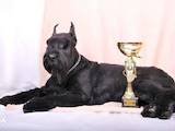 Собаки, щенята Різеншнауцер, ціна 5000 Грн., Фото