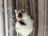 Кошки, котята Беспородная, Фото