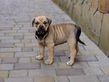 Собаки, щенята Мальоркскій бульдог (Ка Де Бо), ціна 3000 Грн., Фото