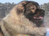 Собаки, щенята Кавказька вівчарка, ціна 10 Грн., Фото
